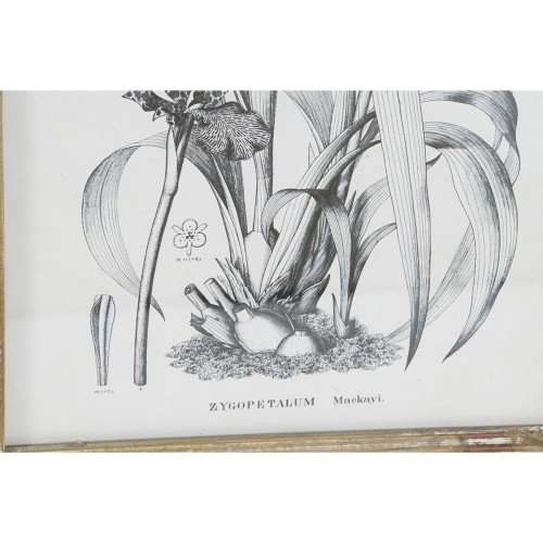 Картина DKD Home Decor современный Ботанические растения 30 x 2 x 40 cm (4 штук) image 3