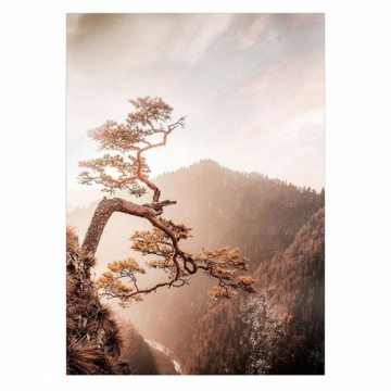 Foto glezna 50x70cm BROWN TREE
